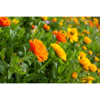 Natural Garden Flower